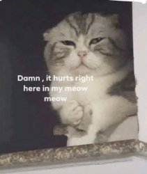 damn it hurts right here in my meow meow Meme Template