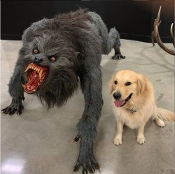 dog monster Meme Template