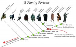 Evolution Ape Family Tree Meme Template