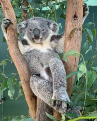 Relaxed Koala Meme Template