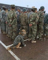 army dog Meme Template