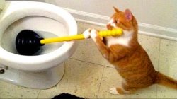cats with plunger Meme Template