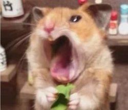 Hamster ate chilli Meme Template