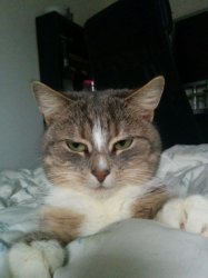 YOU'RE TELLING ME Meme Template