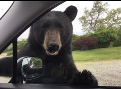 narragansett bear Meme Template