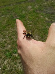 Carpenter bee IDK Meme Template