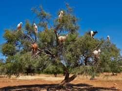 Get off my lawn - goats Meme Template