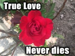 True love never dies red rose Meme Template