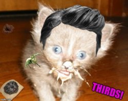 cat eating kitten chowing nom nom goat ghee mucus bile Meme Template