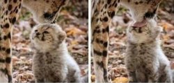 Baby Cheetah Meme Template
