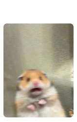 Scared hamster Meme Template