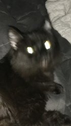 Surpruused cat Meme Template