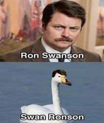 Swan ronson Meme Template