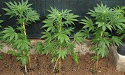 Marijuana gateway grow Meme Template