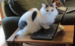 What human // cat on laptop Meme Template