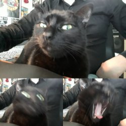 Disgusted cat Meme Template