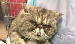 Meet Grumpier Cat Meme Template