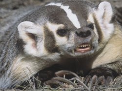 Britons When They See Meme Template