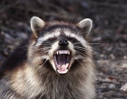 Rabid Racoon Meme Template