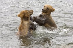 Bears cubs pkaying Meme Template