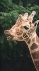 Flehmen Giraffe Meme Template