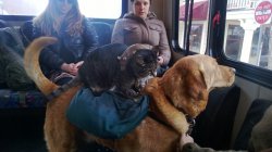 A rat on cat on dog on bus Meme Template