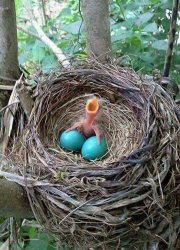 Newborn Bird Meme Template