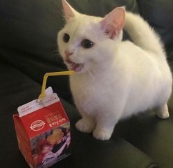 White kitten straw Meme Template
