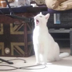 cat singing into a microphone Meme Template