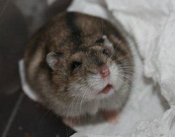 Hamster Meme Template
