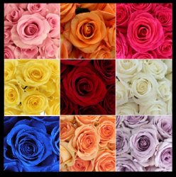 The 9 Colors of Roses Meme Template