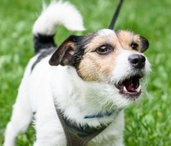 Dog barking in park Meme Template