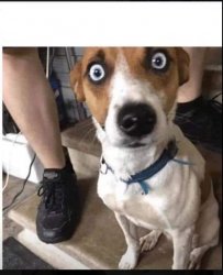 wide eyed jack russell terrier Meme Template