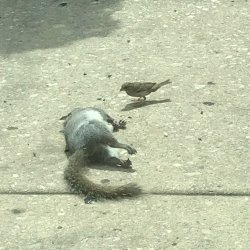 Dead Squirrel & Bird Meme Template