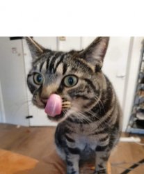 Cat licking itself Meme Template