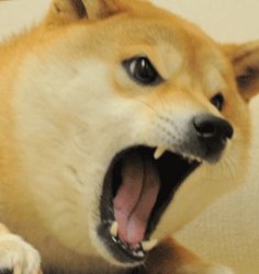 angery screaming doge Meme Template