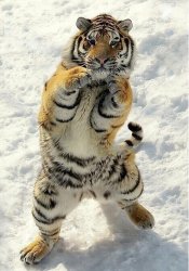 Boxing tiger Meme Template