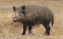 wild boar uruguay Meme Template