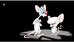 Pinky & the Brain Meme Template