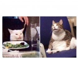 Funny cat faces Meme Template