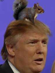 Meth Squirrel Trump Meme Template