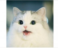 What?!? Meme Template