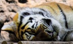 Sleeping Tiger Meme Template