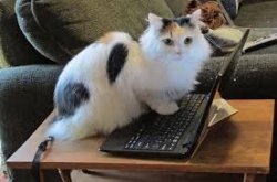 Computer Cat Meme Template