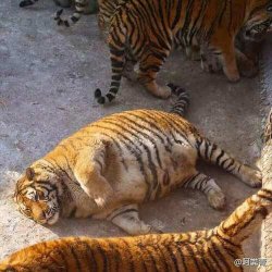 Fat Tiger Meme Template
