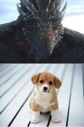 Dragon Puppy Meme Template