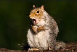shocked squirrel Meme Template