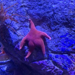 Starfish Meme Template