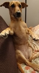 Dog sitting up on couch Meme Template