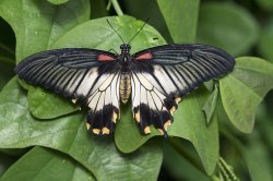 BUTTERFLY Meme Template